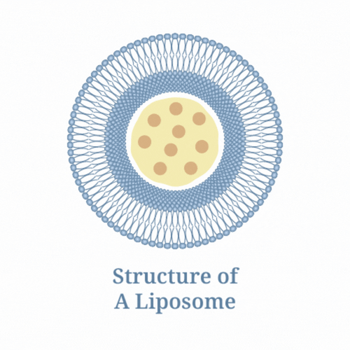 Liposomes Science Science – Oriygen Natural Health